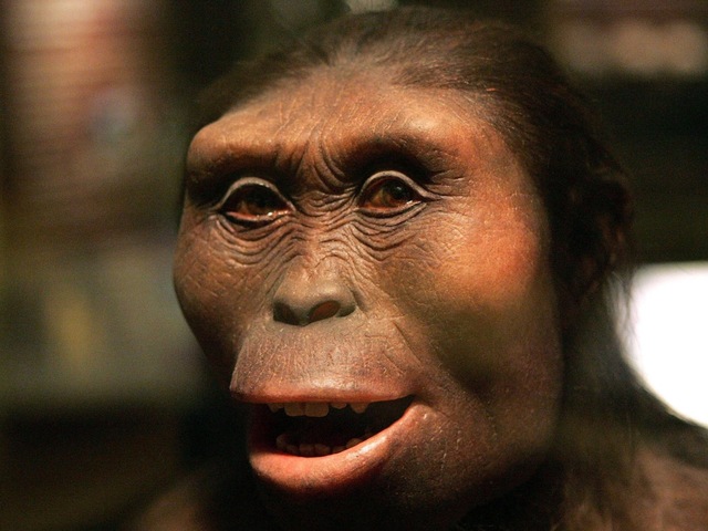 Australopithecus Lucy