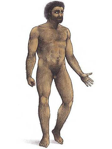 Homo sapiens sapiens | humano actual