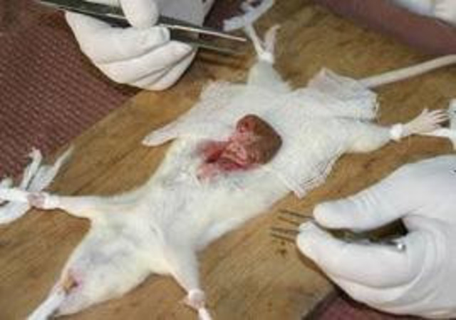 Estudios de cargas electricas con animales.1800