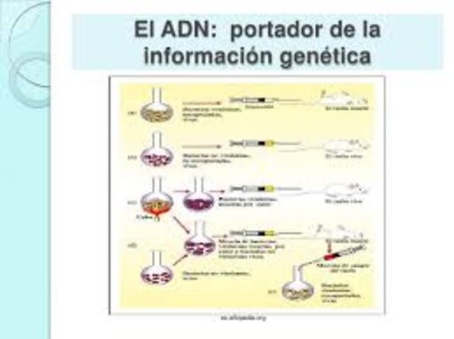 La información genética está en los genes