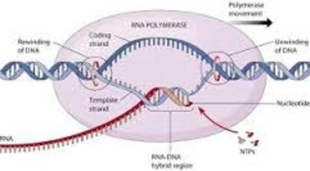Los enzimas de transcripción del ADN