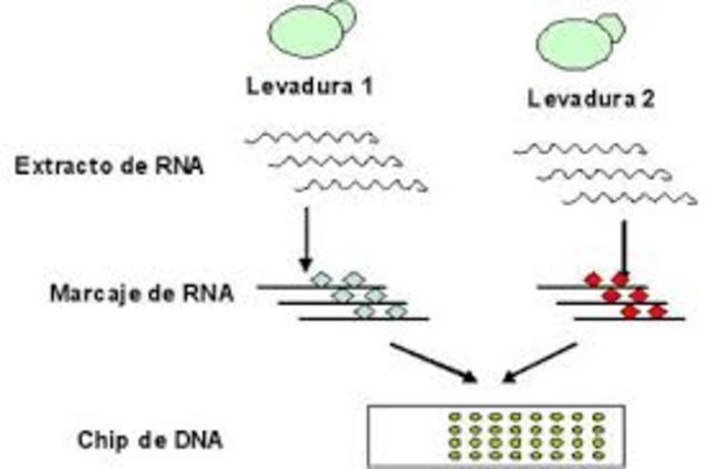 La secuencia completa de un eucariota