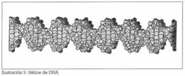 La secuencia completa de un eucariota pluricelular