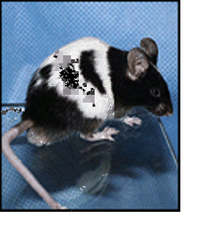 1902: Orderly Inheritance of Disease Observed