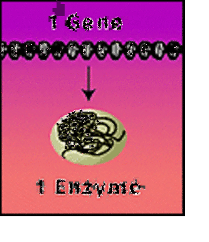 1941: One Gene, One Enzyme