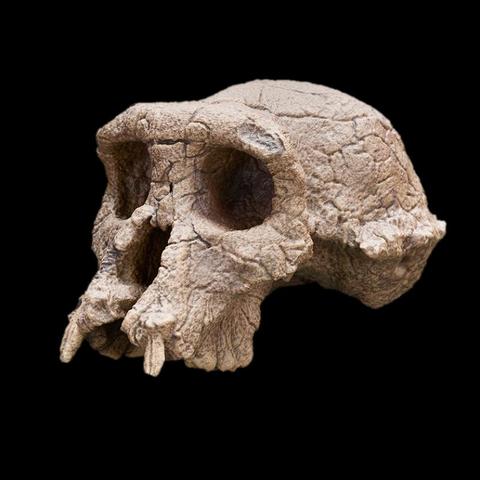 Sahelanthropus Tchadensis.