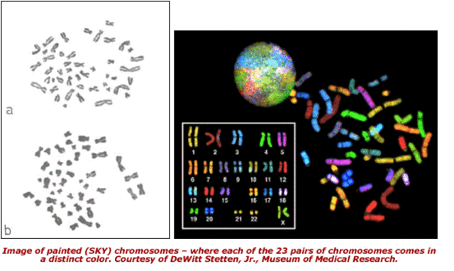 1955: 46 Human Chromosomes