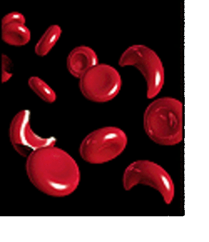 1956: Cause of Disease Traced to Alteration