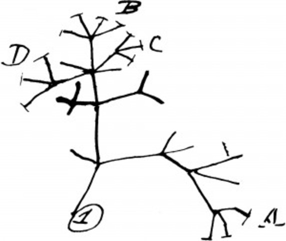 Darwin's Secret Notebooks