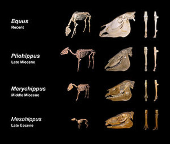 Horse Fossils