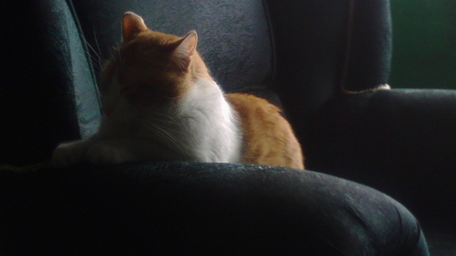 Me la paso con mi gatito