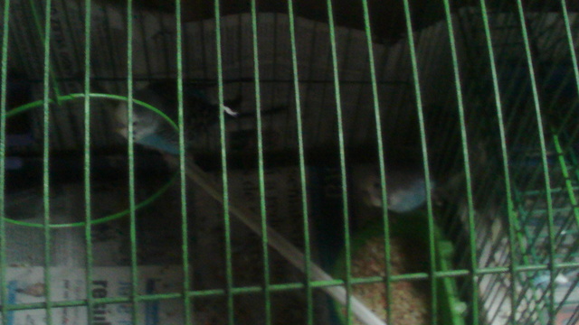 Me  la paso a veces con los pajaritos