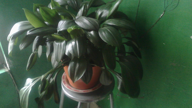 Las plantas de mi casa