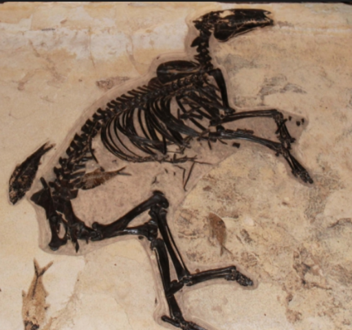 Horse Fossils