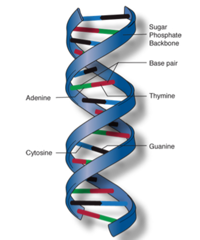DNA