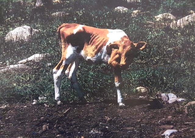 Discover: Starvation led to some deaths