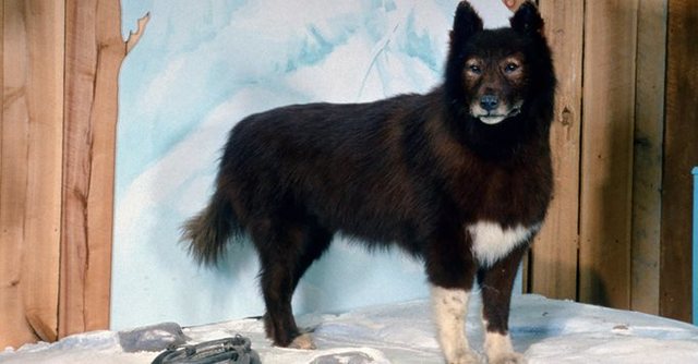 Balto and the Serum Relay to Nome, Alaska