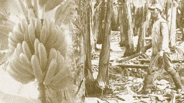 La produccion del banano y el petroleo(1905)