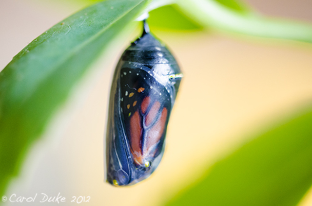 Stage 3: Chrysalis Transformation