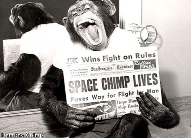 Ham the Astrochimp