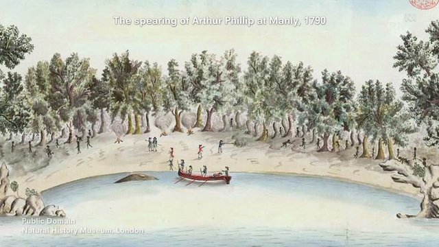 Governor Phillip Get's Speared