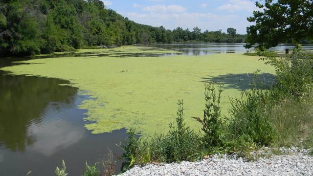 Phosphorous and other pollutants in the Illinois river