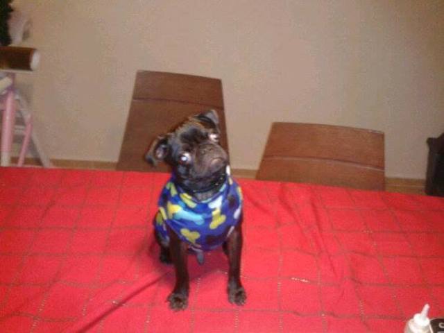 Mi perrito llegó a Cuautitlán