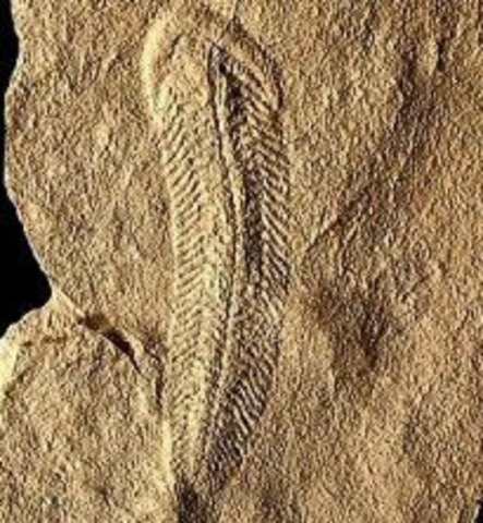 Aparición de los trilobites