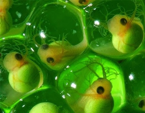 Comienzo del periodo Pérmico