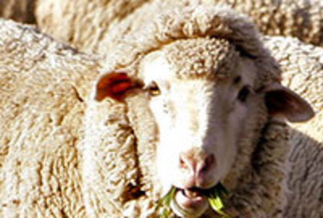 Sheep found in Australia