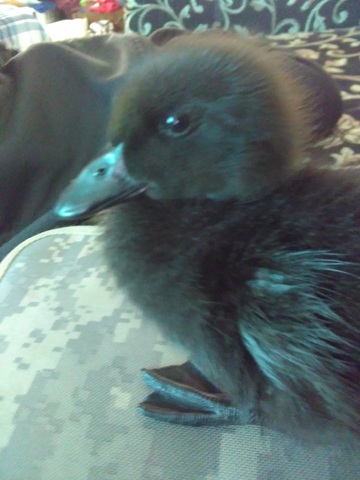 baby duck