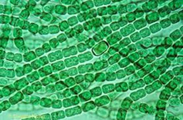 Cyanobacteria