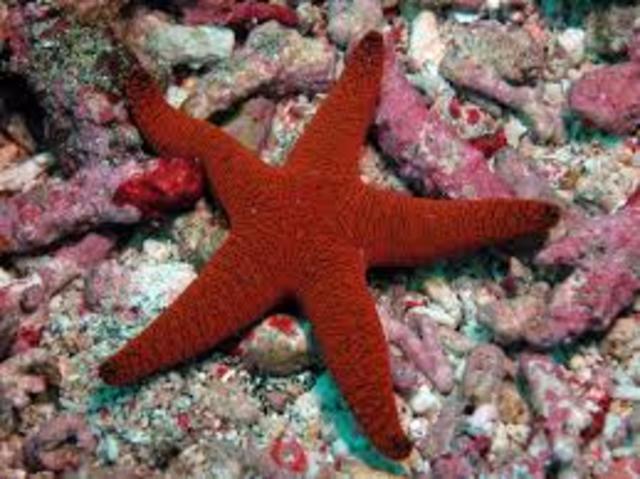 Echinoderm