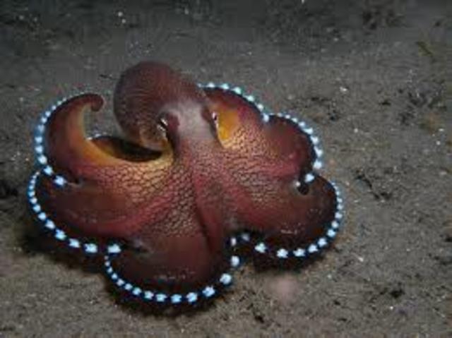 Cephalopods