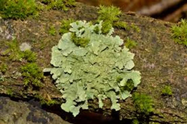 Lichen