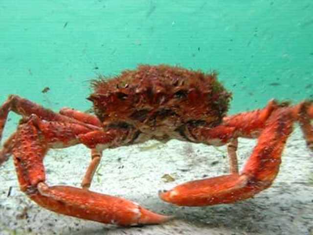 Crabs