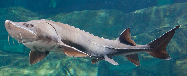 Sturgeon
