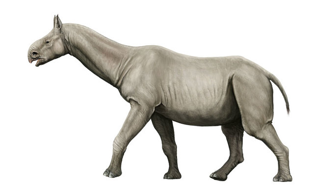 paraceratherium