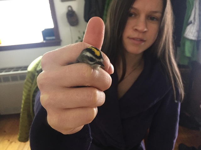 Amanda's decision to become a Wildlife Biologist: Identity vs. Role Confusion