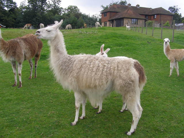 Llama's become domesticated and useful