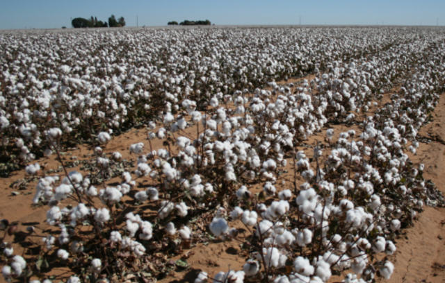 Cotton