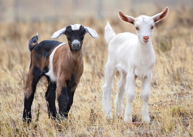 Exchange of Goats in United States