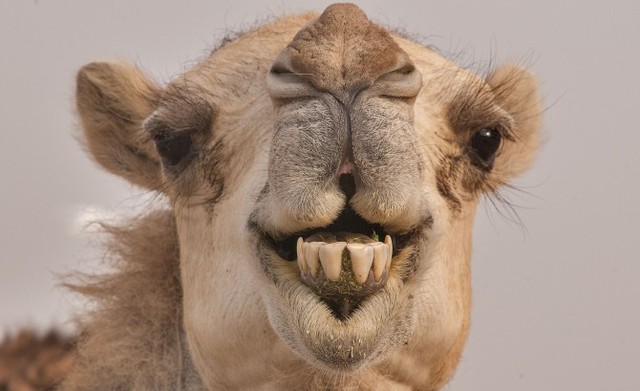 Camels driven to extinction in America