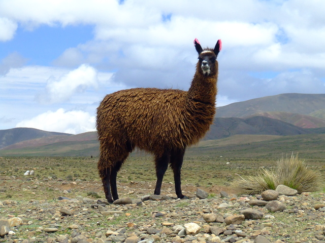 Llamas