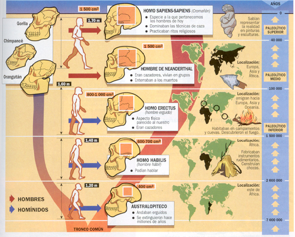 Prehistoria: Hominización