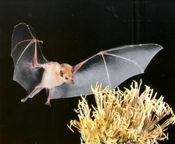 Mexican Long-nosed Bat
