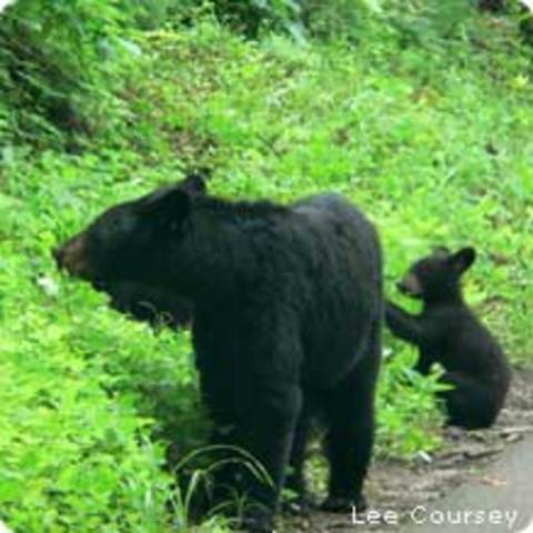 Louisiana Black Bear