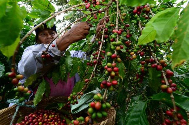 En 1881 se extinguieron por decreto las tierras comunales y ejidales consideradas aptas para el cultivo del café f
