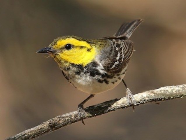 Golden Cheeked Warbler