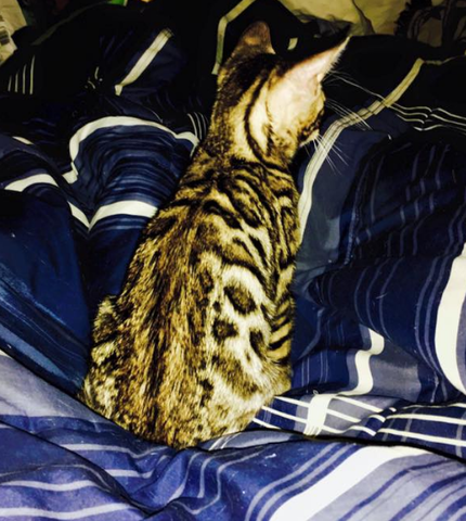 Got my cat name Chester